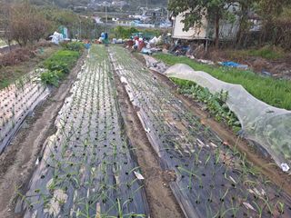 검은눈동자님의 마늘 · 영농일지 작성글 사진