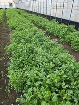 팜모닝 자유주제·자유게시판 게시글 이미지