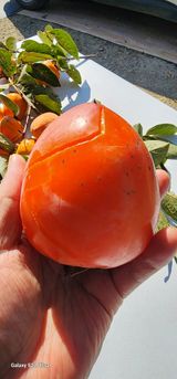 팜모닝 자유주제·자유게시판 게시글 이미지