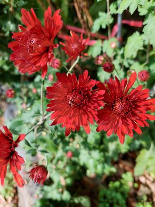 황대헌님의 들깨 · 영농일지 작성글 사진