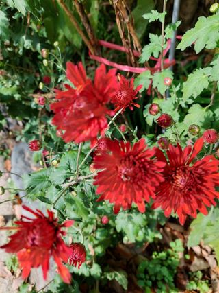 황대헌님의 들깨 · 영농일지 작성글 사진