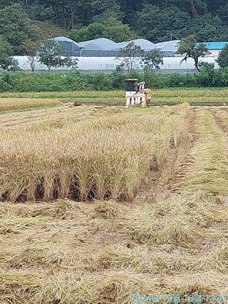 황대헌님의 벼 · 영농일지 작성글 사진