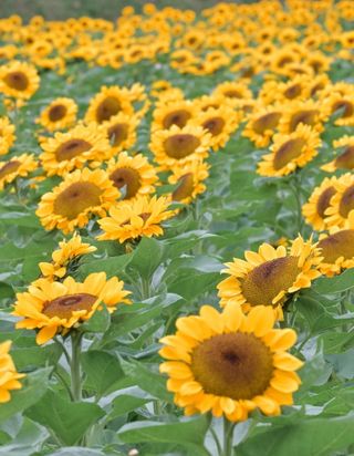 울금박사/빈덕열목사님의 자유주제 · 자유게시판 작성글 사진