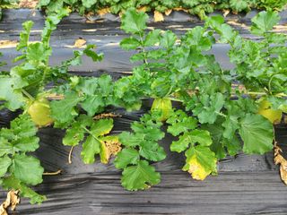 손종철님의 배추 · 영농일지 작성글 사진