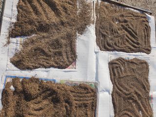 무상(無常)님의 들깨 · 영농일지 작성글 사진