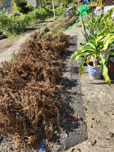 팜모닝 콩·영농일지 게시글 이미지