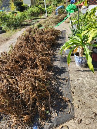 호산님의 콩 · 영농일지 작성글 사진