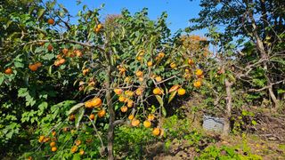 들깨13192님의 감 · 영농일지 작성글 사진