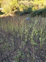 팜모닝 들깨·영농일지 게시글 이미지