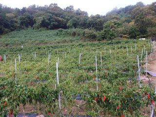 오영도님의 11월 농사 계획 공유하기 · 참여글 작성글 사진