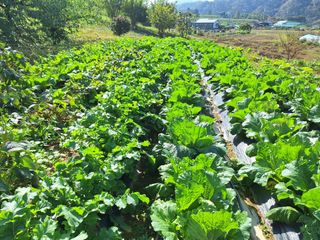 정희군님의 11월 농사 계획 공유하기 · 참여글 작성글 사진