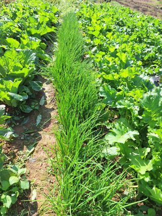 정희군님의 11월 농사 계획 공유하기 · 참여글 작성글 사진