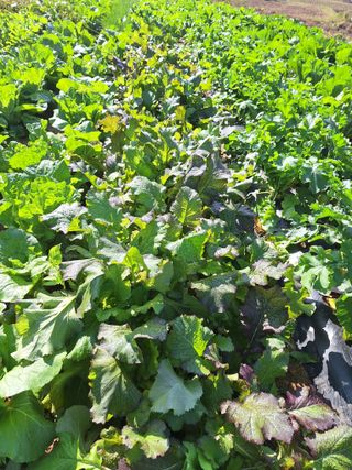 정희군님의 11월 농사 계획 공유하기 · 참여글 작성글 사진