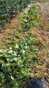 팜모닝 자유주제·자유게시판 게시글 이미지