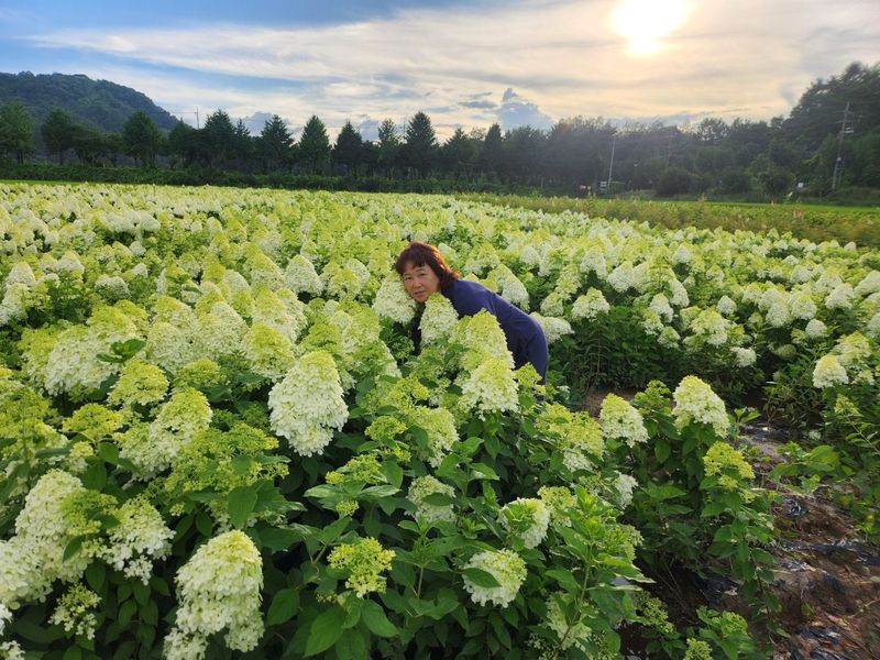 장터 상품 [유럽 나무 수국 라임라이트 모종 묘목] 썸네일