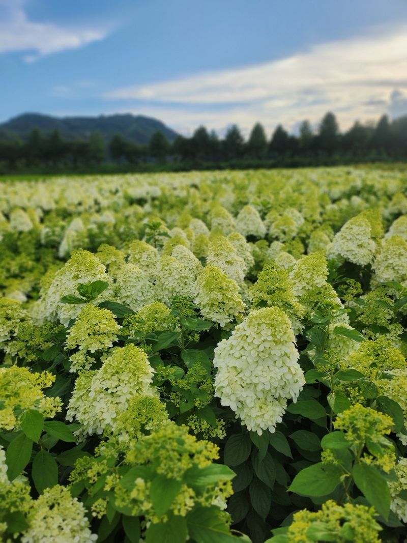 김영준님의 장터 판매 상품 [유럽 나무 수국 라임라이트 모종 묘목] 첨부 사진