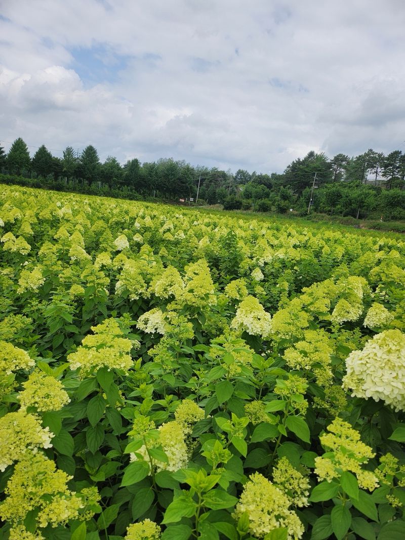 김영준님의 장터 판매 상품 [유럽 나무 수국 라임라이트 모종 묘목] 첨부 사진