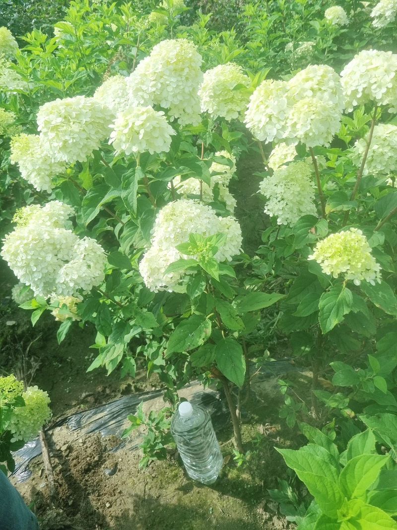 김영준님의 장터 판매 상품 [유럽 나무 수국 라임라이트 모종 묘목] 첨부 사진