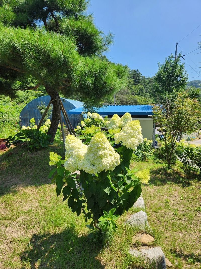 김영준님의 장터 판매 상품 [유럽 나무 수국 라임라이트 모종 묘목] 첨부 사진