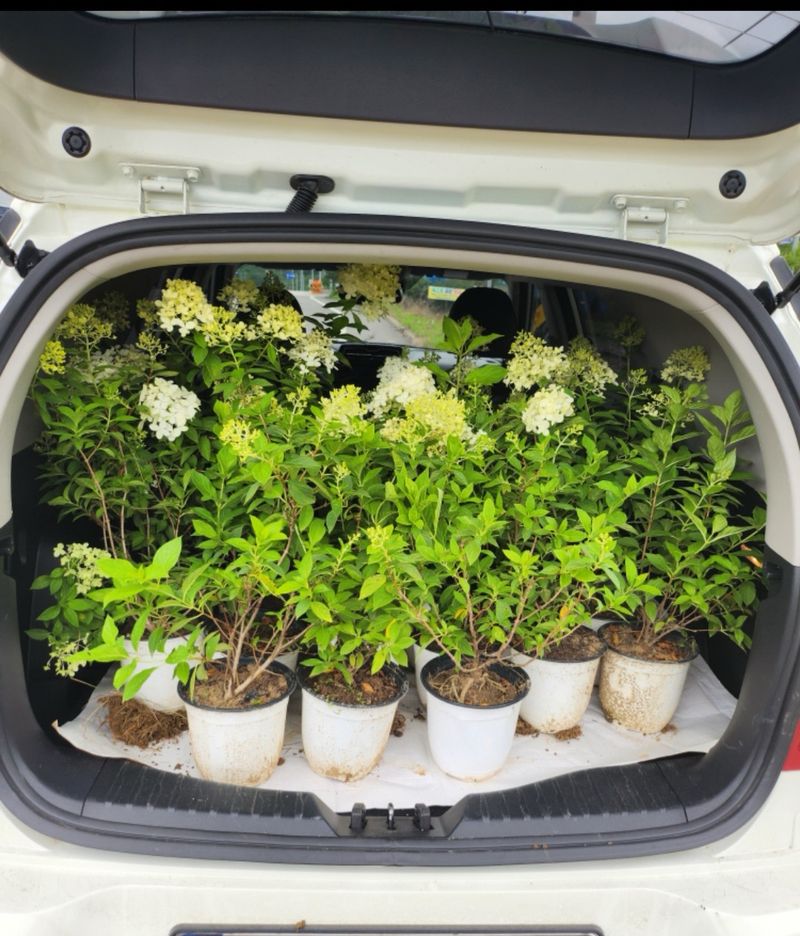 김영준님의 장터 판매 상품 [유럽 나무 수국 라임라이트 모종 묘목] 첨부 사진