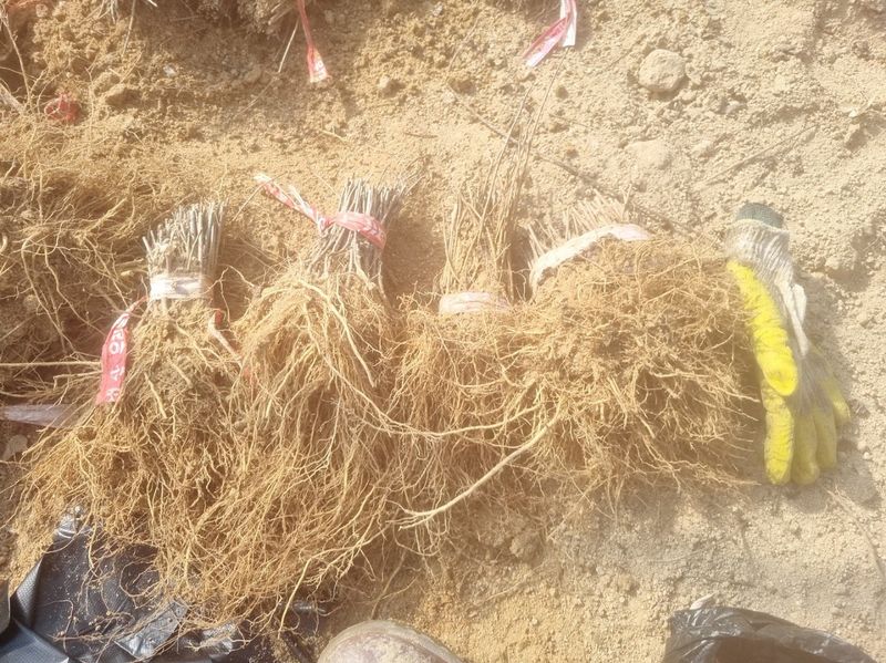 김영준님의 장터 판매 상품 [유럽 나무 수국 라임라이트 모종 묘목] 첨부 사진