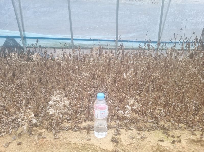 김영준님의 장터 판매 상품 [유럽 나무 수국 라임라이트 모종 묘목] 첨부 사진