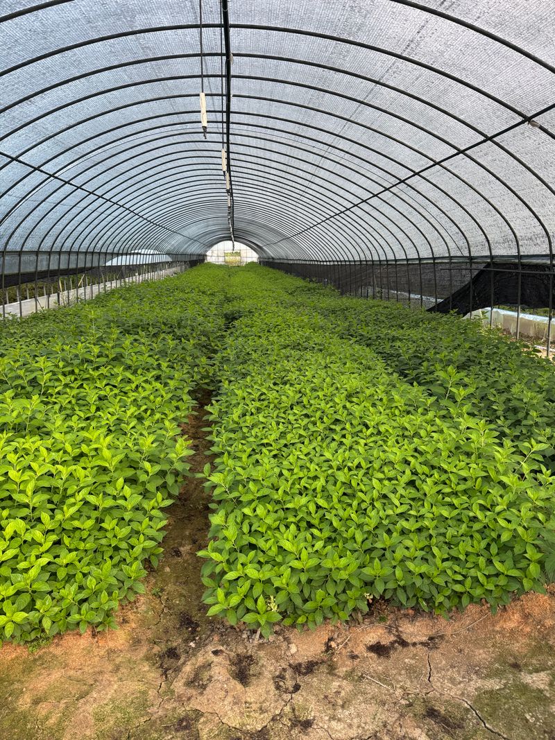 김영준님의 장터 판매 상품 [유럽 나무 수국 라임라이트 모종 묘목] 첨부 사진