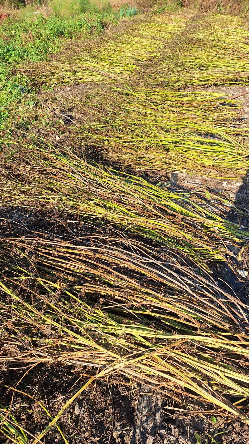 오남현님의 장터 판매 상품 [들깨] 첨부 사진