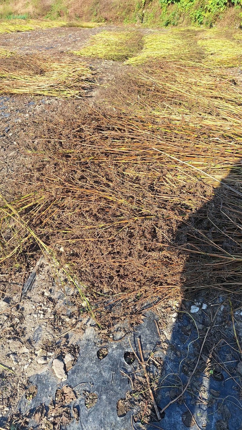오남현님의 장터 판매 상품 [들깨] 첨부 사진