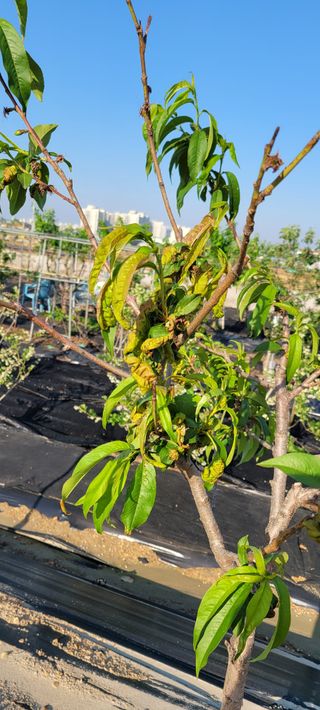 권정회님의 사과 · 병해충상담 작성글 사진