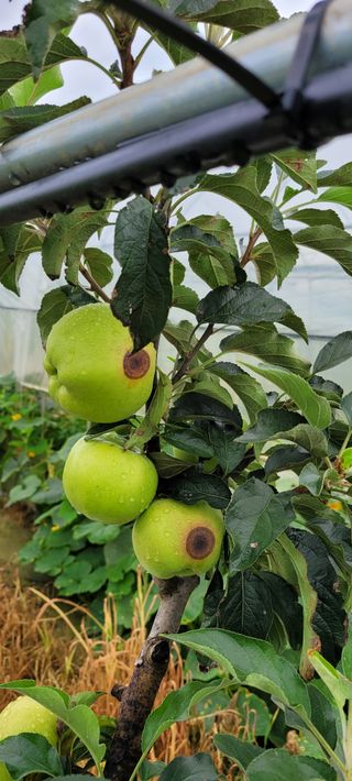 권정회님의 사과 · 병해충상담 작성글 사진