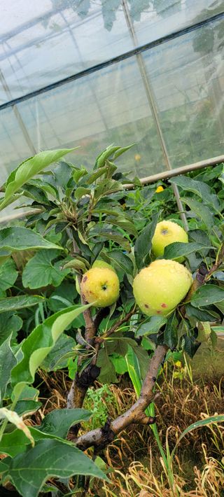 권정회님의 사과 · 병해충상담 작성글 사진