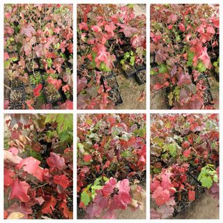 뿌리묘목농원님의 자유주제 · 자유게시판 작성글 사진