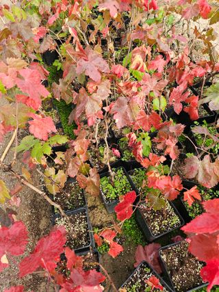 뿌리묘목농원님의 자유주제 · 자유게시판 작성글 사진