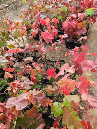 뿌리묘목농원님의 자유주제 · 자유게시판 작성글 사진