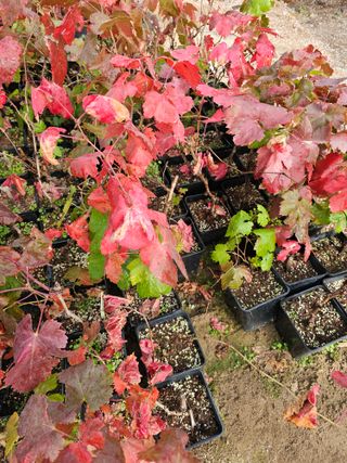 뿌리묘목농원님의 자유주제 · 자유게시판 작성글 사진