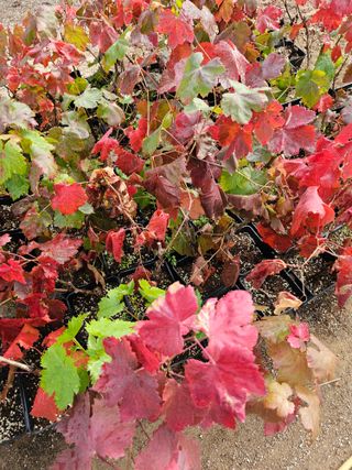 뿌리묘목농원님의 자유주제 · 자유게시판 작성글 사진