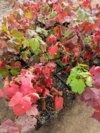 뿌리묘목농원님의 자유주제 · 자유게시판 작성글 사진