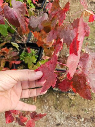 뿌리묘목농원님의 자유주제 · 자유게시판 작성글 사진