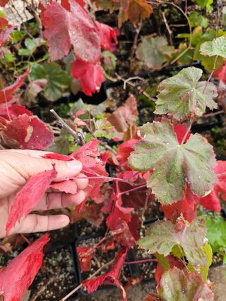 뿌리묘목농원님의 자유주제 · 자유게시판 작성글 사진