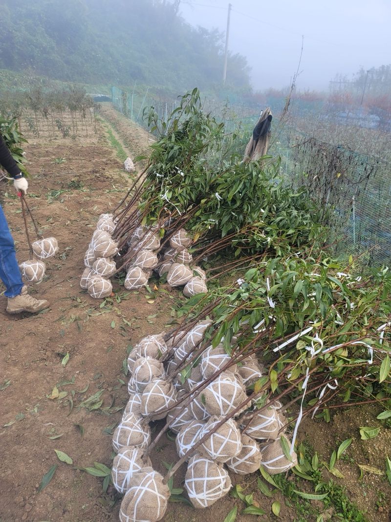장터 상품 [원황도 3년생 결실주 분묘] 썸네일