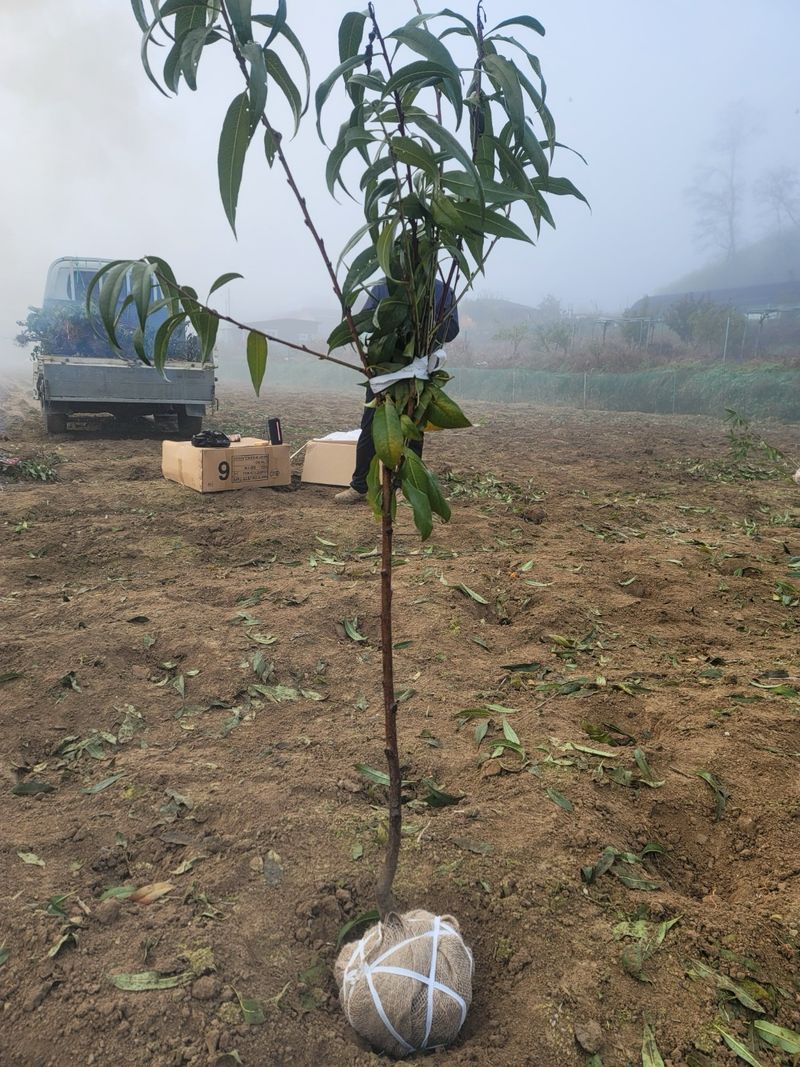 일심묘목농원님의 장터 판매 상품 [원황도 3년생 결실주 분묘] 첨부 사진