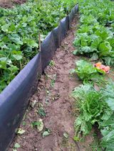 팜모닝 배추·영농일지 게시글 이미지