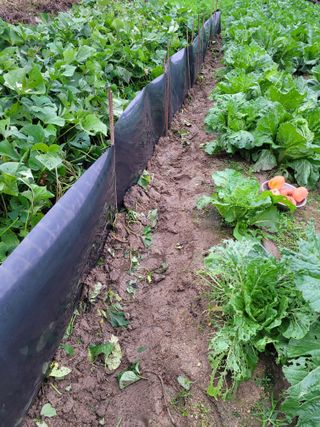 헐크님의 배추 · 영농일지 작성글 사진