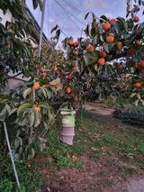 팜모닝 감·영농일지 게시글 이미지