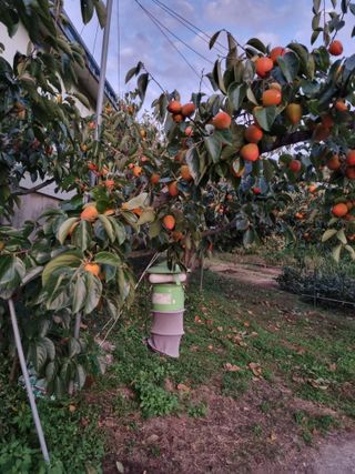 자연농원 윤상수님의 감 · 영농일지 작성글 사진