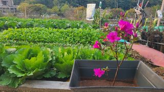 백창석님의 배추 · 영농일지 작성글 사진