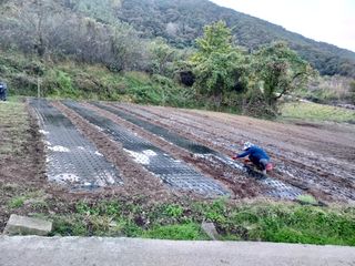 상추21806님의 마늘 · 영농일지 작성글 사진