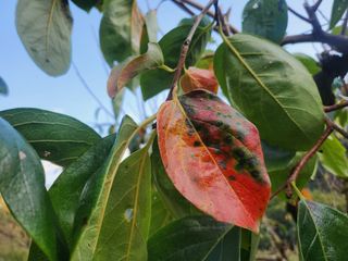 단감당감님의 감 · 병해충상담 작성글 사진