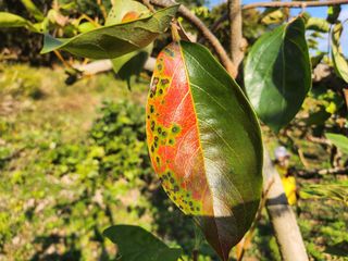 단감당감님의 감 · 병해충상담 작성글 사진